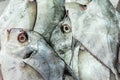 African pompano (Alectis ciliaris), pennant-fish, threadfin trevally, fresh caught fishes Royalty Free Stock Photo