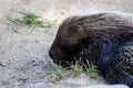 African porcupine