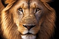 african predators close-up portrait of lion's head