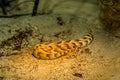 African Puff Adder Snake