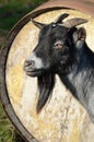 African Pygmy Billy Goat