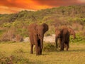 African pygmy elephant or forest elephant Loxodonta cyclotis