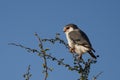 African pygmy falcon, Namibia