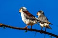 African Pygmy Falcon Royalty Free Stock Photo