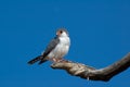 African Pygmy Falcon