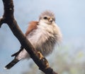 The african pygmy falcon