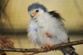 African pygmy-falcon