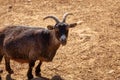 African pygmy goat. Funny and beautiful ungulate animal