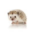 African Pygmy Hedgehog Royalty Free Stock Photo