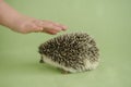 African pygmy hedgehog. Hedgehog and a childs hand on a green background. The child strokes the hedgehog. Interaction