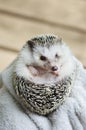 African pygmy hedgehog Royalty Free Stock Photo