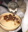 Pygmy hedgehog eating Royalty Free Stock Photo