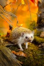 African pygmy hedgehog on moss Royalty Free Stock Photo