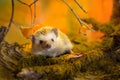 African pygmy hedgehog on moss Royalty Free Stock Photo