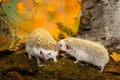 African pygmy hedgehog on moss Royalty Free Stock Photo