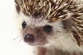 African pygmy hedgehog isolated on white Royalty Free Stock Photo