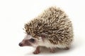 African pygmy hedgehog isolated on white Royalty Free Stock Photo