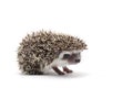 African Pygmy Hedgehog isolated on white background Royalty Free Stock Photo