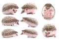 African pygmy hedgehog isolated Royalty Free Stock Photo