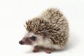 African pygmy hedgehog isolated on white Royalty Free Stock Photo