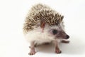 African pygmy hedgehog isolated on white Royalty Free Stock Photo