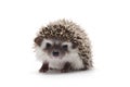 African Pygmy Hedgehog isolated on white background Royalty Free Stock Photo
