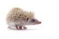 African Pygmy Hedgehog isolated on white background Royalty Free Stock Photo