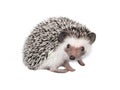 African pygmy hedgehog isolated on white background Royalty Free Stock Photo