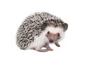 African pygmy hedgehog isolated on white background