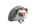 African pygmy hedgehog isolated on white background Royalty Free Stock Photo