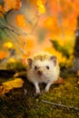 African pygmy hedgehog on moss Royalty Free Stock Photo