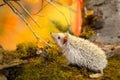 African pygmy hedgehog on moss Royalty Free Stock Photo