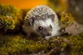 African pygmy hedgehog on moss Royalty Free Stock Photo