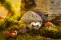 African pygmy hedgehog on moss Royalty Free Stock Photo