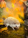 African pygmy hedgehog on moss Royalty Free Stock Photo