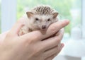 African pygmy hedgehog sitting on his hands. Cute homemade hand hedgehog looks at the camera Royalty Free Stock Photo