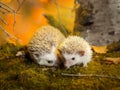 African pygmy hedgehogs on moss Royalty Free Stock Photo