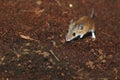 African pygmy mouse Royalty Free Stock Photo