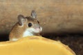 African pygmy mouse Royalty Free Stock Photo