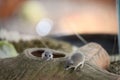 African Pygmy Mouse Royalty Free Stock Photo