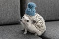 African Pygmy Small and adorable Hedgehog with blue hat