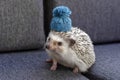 African Pygmy Small and adorable little Hedgehog with blue small hat