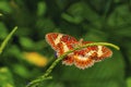 African queen butterfly close up Royalty Free Stock Photo