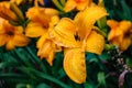 African queen yellow day lily Royalty Free Stock Photo