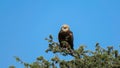 African rapture eagle sitting on tree branch