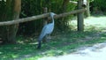 The African red-crowned crane or paradise crane, Stanley\'s crane (Latin: Anthropoides paradiseus)