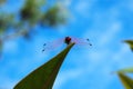African Red Dragonfly Royalty Free Stock Photo