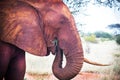 African red elephant is eating  grass in wildlife reserve. Portrait of elephant is in red african earth. Africa`s big 5 five Royalty Free Stock Photo