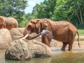 African Red Elephants at Asheboro Zoo Spraying Water to Cool Off