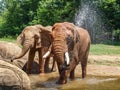 African Red Elephants at Asheboro Zoo Spraying Water to Cool Off